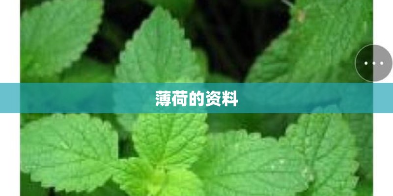 薄荷的资料
