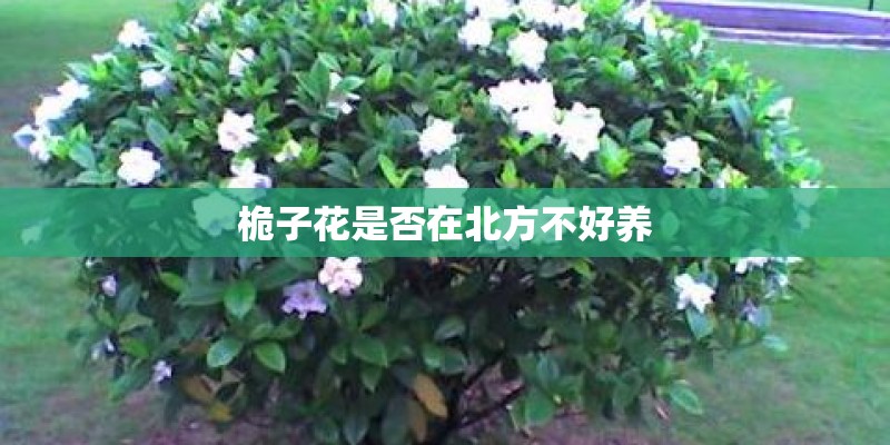 常见景天科植物有哪些