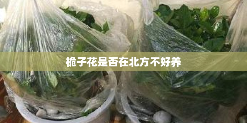 桅子花是否在北方不好养