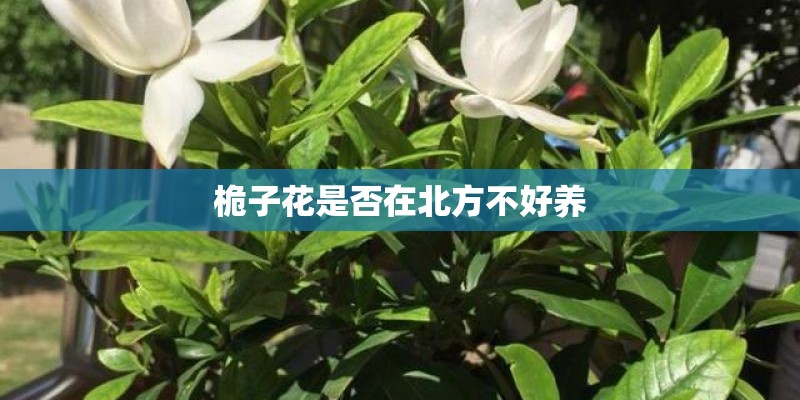 桅子花是否在北方不好养