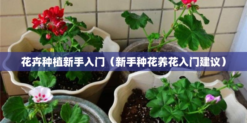 湖南省新化一种作糍粑吃的草叫什么-