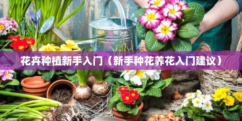 花卉种植新手入门（新手种花养花入门建议）