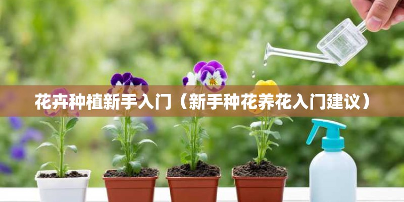 花卉种植新手入门（新手种花养花入门建议）