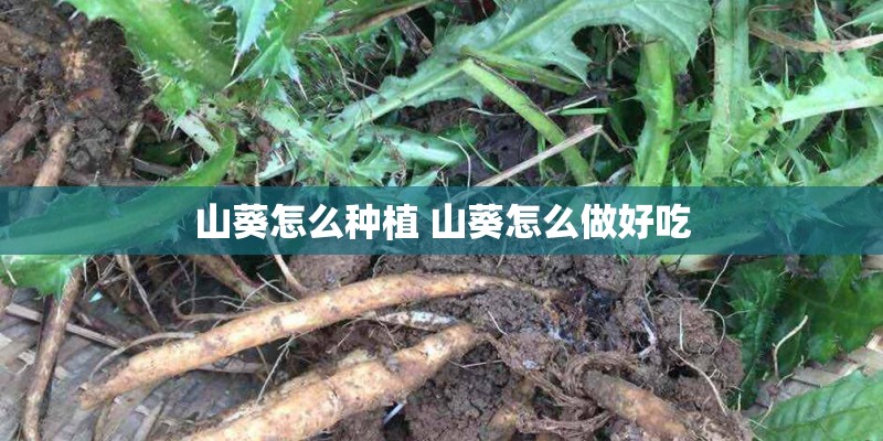 山葵怎么种植 山葵怎么做好吃