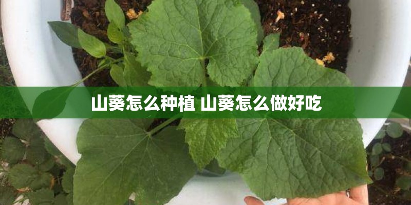 山葵怎么种植 山葵怎么做好吃