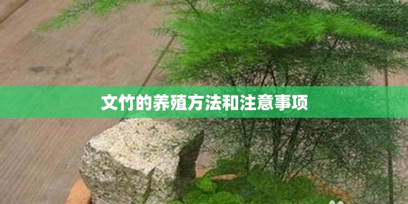 文竹的养殖方法和注意事项
