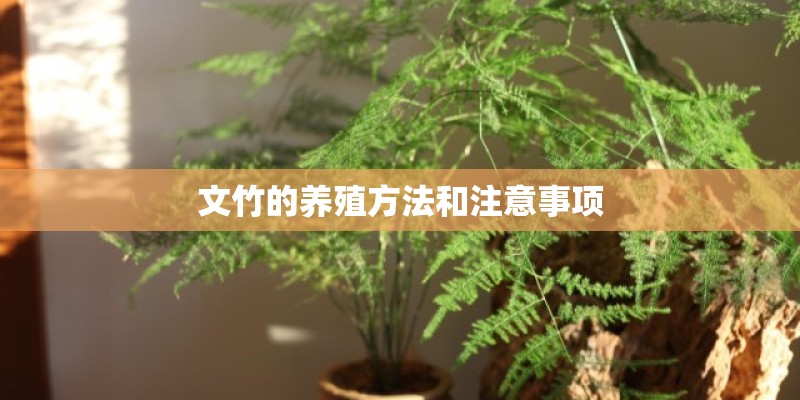 文竹的养殖方法和注意事项