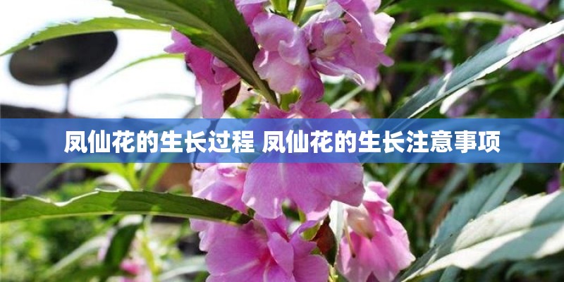 凤仙花的生长过程 凤仙花的生长注意事项