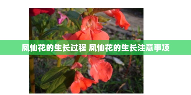 凤仙花的生长过程 凤仙花的生长注意事项