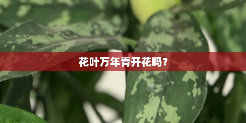 花叶万年青开花吗？