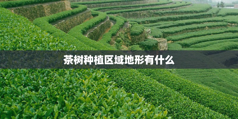 文竹的养殖方法和注意事项