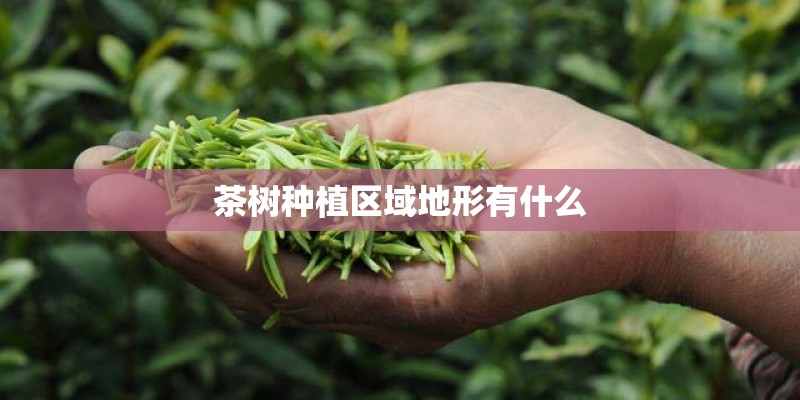 茶树种植区域地形有什么