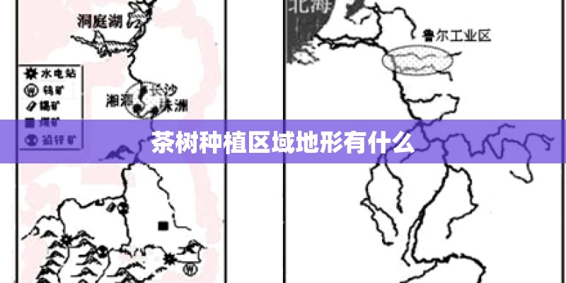茶树种植区域地形有什么