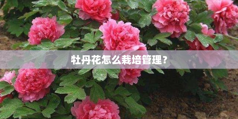 凤仙花的生长过程 凤仙花的生长注意事项