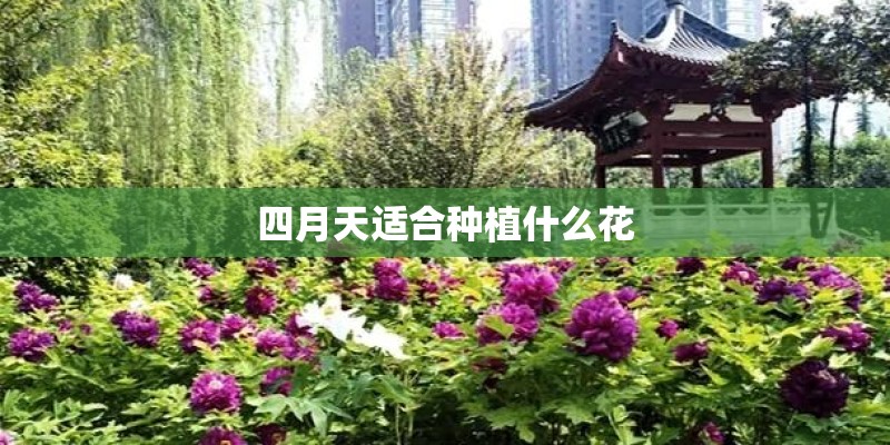 四月天适合种植什么花