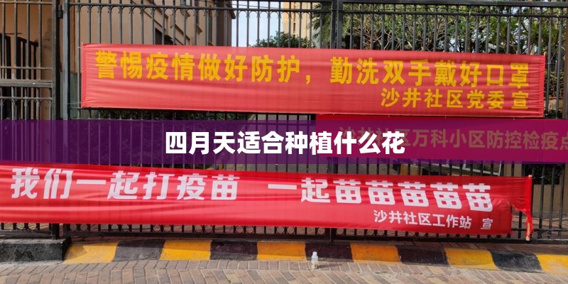 四月天适合种植什么花