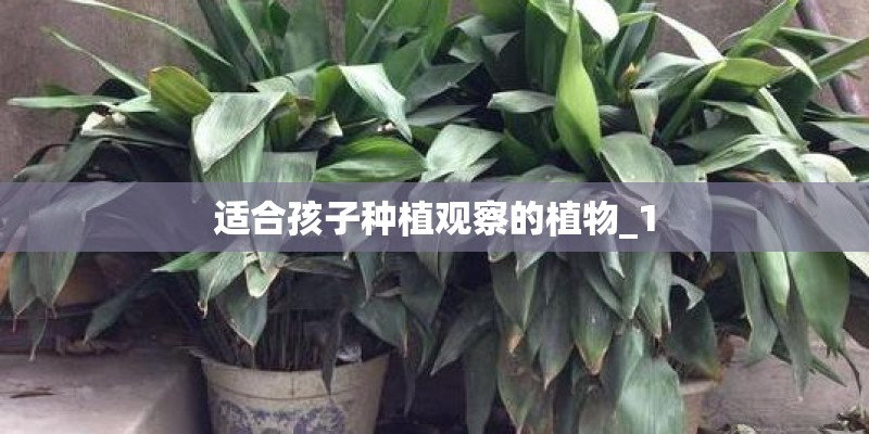 茶树种植区域地形有什么