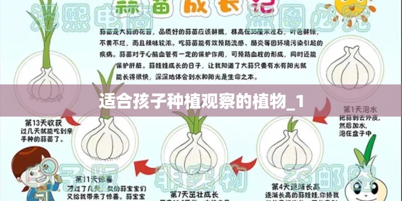 适合孩子种植观察的植物_1