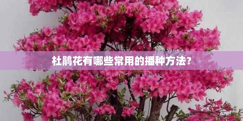 适合孩子种植观察的植物_1