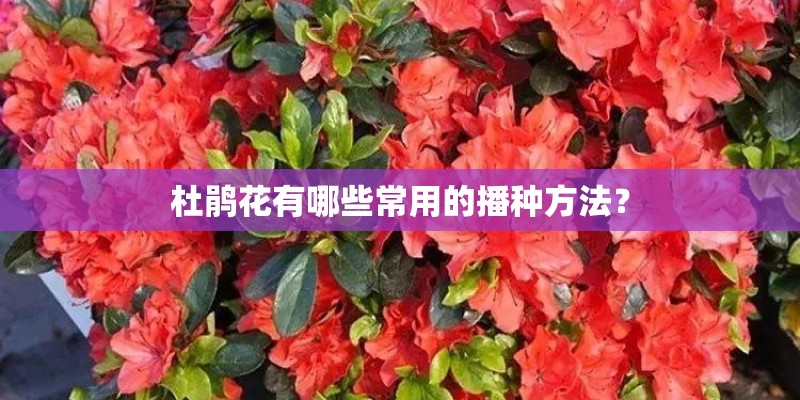 杜鹃花有哪些常用的播种方法？
