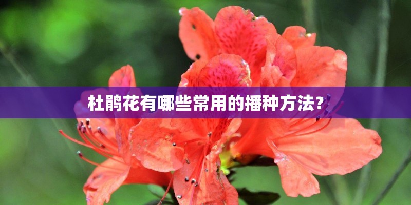 杜鹃花有哪些常用的播种方法？