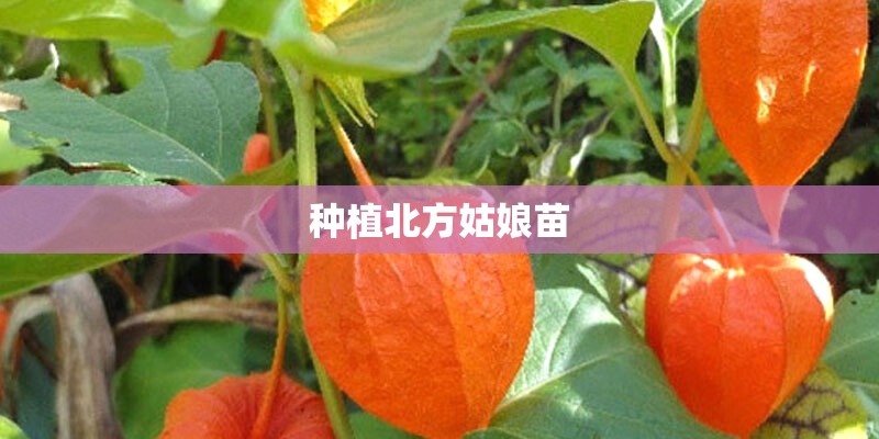探析园林景观设计植物种植的原则？
