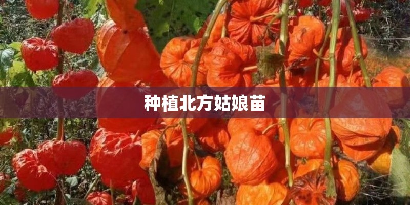种植北方姑娘苗