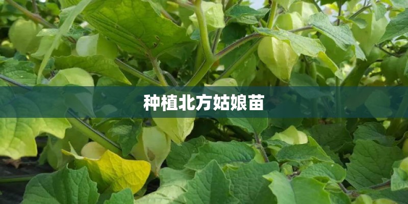 种植北方姑娘苗