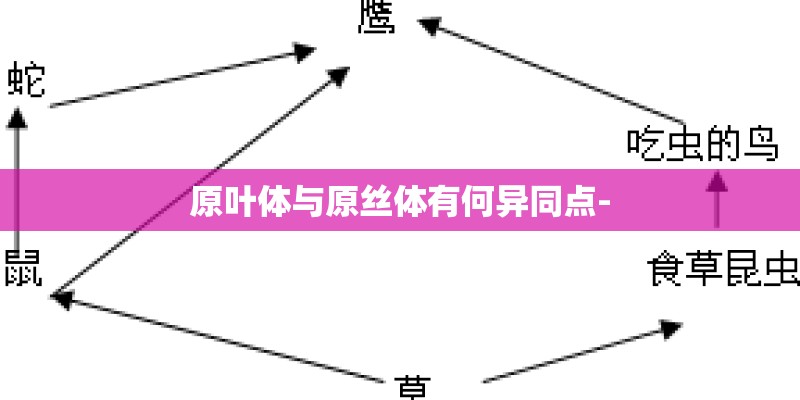 杜鹃花有哪些常用的播种方法？