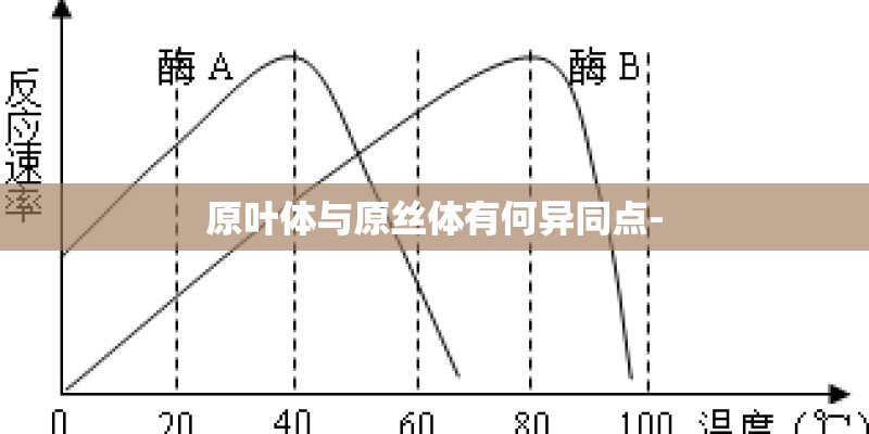 原叶体与原丝体有何异同点-