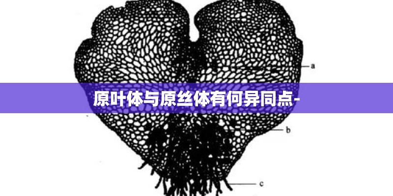 原叶体与原丝体有何异同点-
