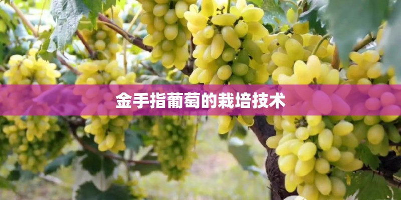 金手指葡萄的栽培技术