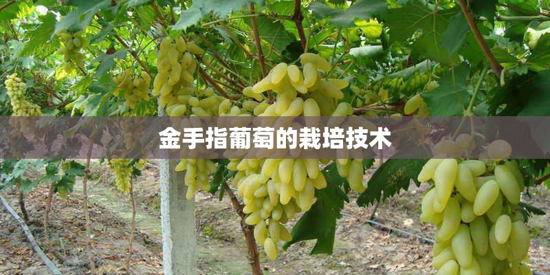 金手指葡萄的栽培技术
