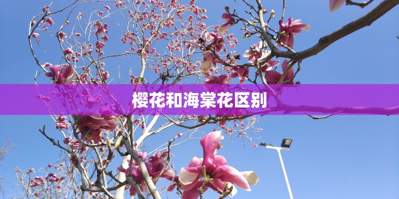 樱花和海棠花区别