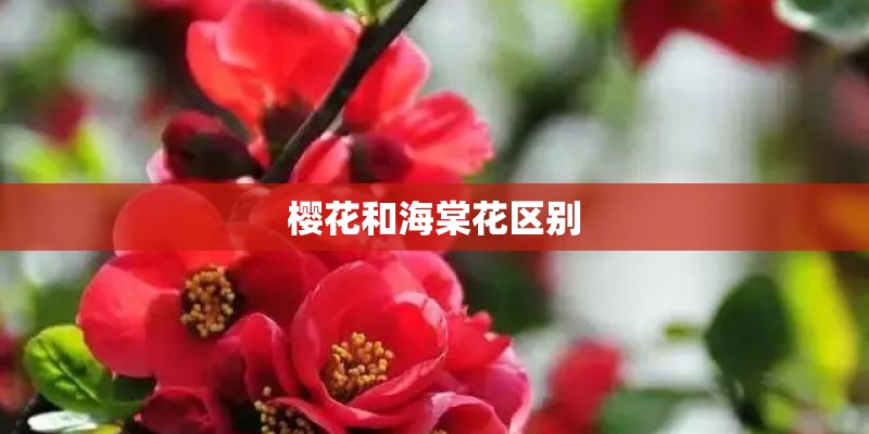 樱花和海棠花区别